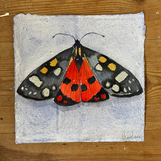 Original Watercolour & Pen Scarlet Tiger Moth
