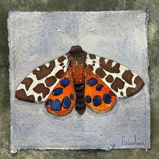 Original Watercolour & Pen Garden Tiger Moth Illustration